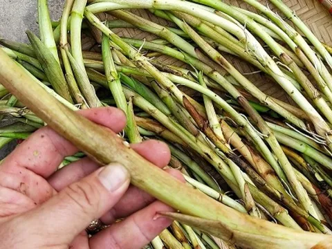 Loại rau dân dã từng gắn với ký ức nghèo khó, nay hóa đặc sản lạ miệng khiến nhiều người mê, giá 80.000 đồng/kg