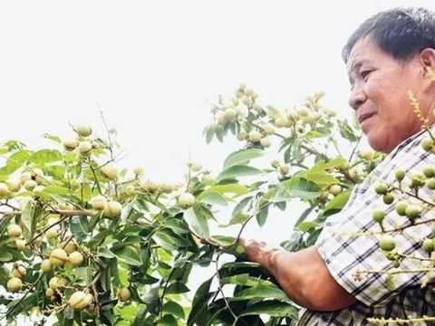 Nông dân Vĩnh Long lai tạo giống được ‘viên ngọc quý’ trong vườn: Quả lép, ăn ngon, sản lượng 25 tấn/ha, mở ra cơ hội ‘kiếm tiền kép’