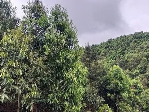Từ gốc đến ngọn 'đẻ ra tiền': Loại cây gia vị Việt đang được Ấn Độ và Mỹ tranh nhau mua
