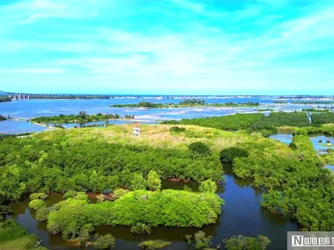 Chi 73 tỷ đồng mở rộng khu rừng ngập mặn nguyên sinh còn lại duy nhất ở Huế