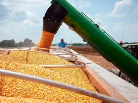 Là quốc gia sản xuất một mặt hàng nông sản nhiều nhất thế giới, Mỹ sắp đón nhận 1 mùa vụ có diện tích thu hoạch lớn chưa từng thấy kể từ 1933