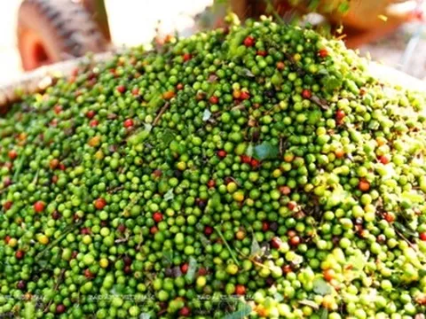 Giá tiêu hôm nay 15/9: Ổn định, cao nhất 151.000 đồng/kg