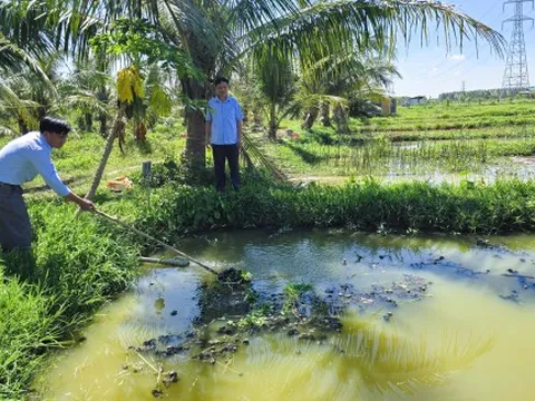 Những tỉ phú ốc bươu đen trên vùng đất bỏ hoang