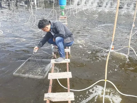 De Heus góp phần thúc đẩy ngành tôm Việt Nam phát triển xanh, bền vững