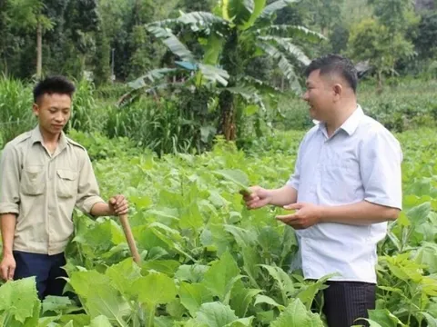Nông dân Tuyên Quang ‘nghĩ mới làm thật’, trồng loại cây rất hợp với đất miền núi: Thu hoạch là thương lái ‘giành’ mua sạch