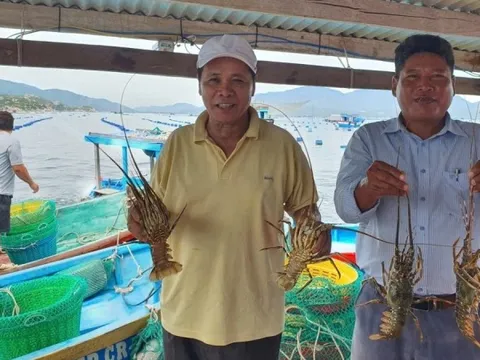 Từ 50 con giống đến doanh thu 4 tỷ: Hành trình thành 'tỷ phú tôm hùm' của ngư dân Khánh Hòa