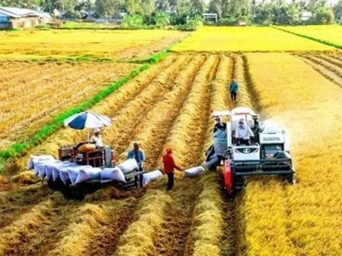 Philippines tạm 'đóng cửa', 2 thị trường này đang kéo gạo Việt thăng hạng
