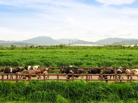 Vinamilk và bài học biến chi phí xanh thành sức mạnh thương hiệu