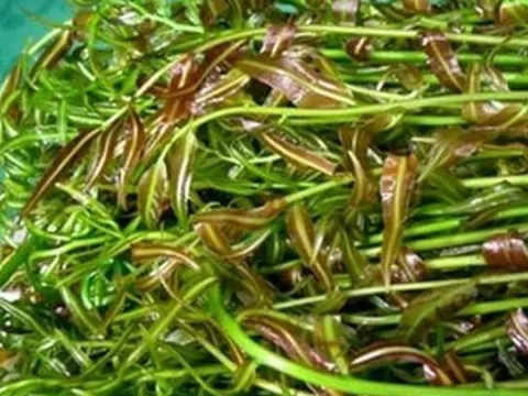 Loại rau dại nghe tên lạ hoắc, nay thành đặc sản nhà hàng, giá 70.000 đồng/kg vẫn cháy hàng