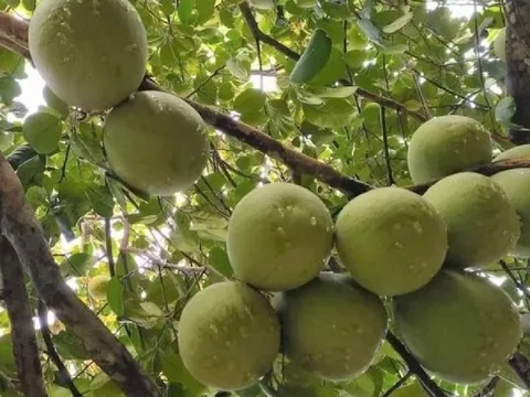 Đặc sản tiến vua 'hồi sinh', nông dân Huế lời hàng trăm triệu sau khi trừ hết chi phí