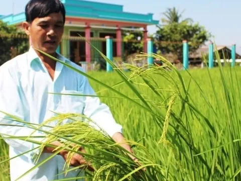 Nông dân Long An trồng loại lúa có dáng cao gấp đôi thường, tên gọi rất mỹ miều cho ra gạo đặc sản nức tiếng cả nước
