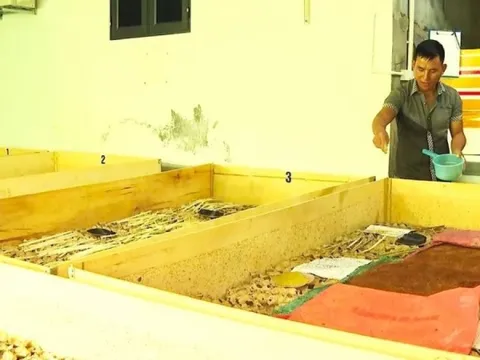 Anh nông dân vùng rốn lũ nuôi côn trùng 'bé hạt tiêu', kỹ thuật đơn giản nhưng mỗi tháng lãi đều 20 triệu