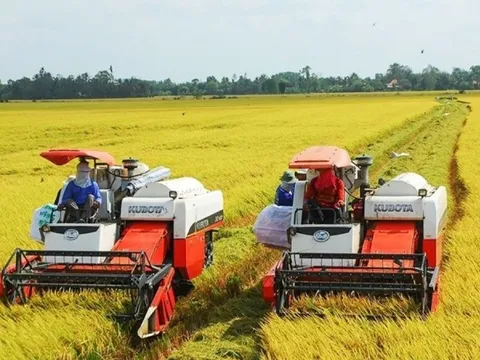 Nhìn lợi nhuận sau bán lúa, nông dân ĐBSCL vẫn mất ăn mất ngủ