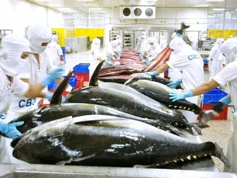 Xuất khẩu cá ngừ lao đao do thuế quan Mỹ