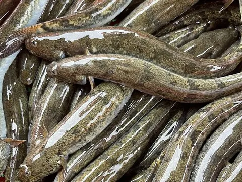 Thứ từng bị coi là 'của nhà nghèo' nay đã thành đặc sản giá tới 700.000 đồng/kg, nhà giàu mê như điếu đổ