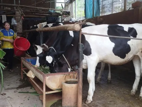 13 tấn sữa mỗi ngày có nguy cơ bị đổ bỏ, người nuôi bò sữa ở Phú Thọ lo lắng như 'ngồi trên lửa'