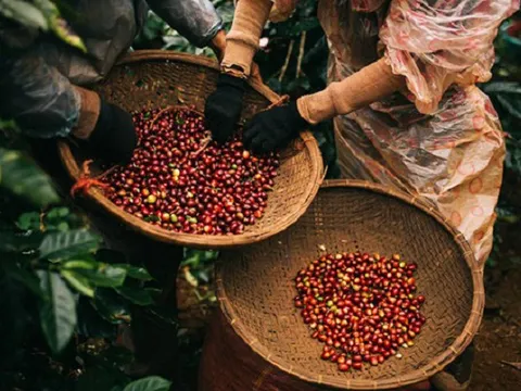 Xuất khẩu loại hạt của Việt Nam lập kỷ lục mới: Thu về 7 tỷ USD, giữ vững ngôi 'ông trùm' thế giới