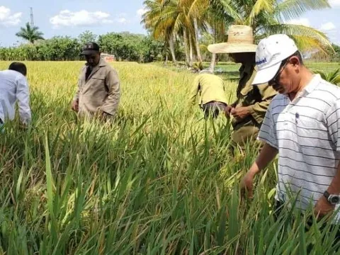 Loại cây mang về 'hộ chiếu' uy tín cho Việt Nam khiến Tổng Bí thư Tô Lâm tự hào