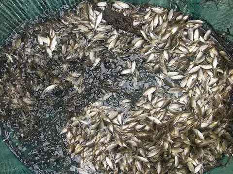 Loại đặc sản mỗi năm chỉ xuất hiện một mùa: Xưa rẻ bèo, nay được dân thành phố săn lùng 120.000 đồng/kg