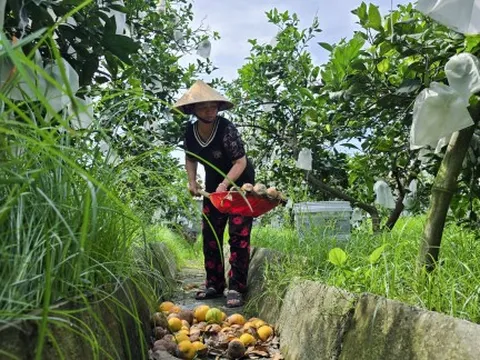Nông dân bất lực nhìn cam 'tiến vua' rụng hàng loạt sau bão 