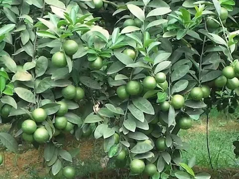 Nông dân Tuyên Quang trồng loại cây gây 'ứa nước miếng' trên đất đồi cằn cỗi, ai ngờ mang về doanh thu hơn 1 tỷ đồng/năm