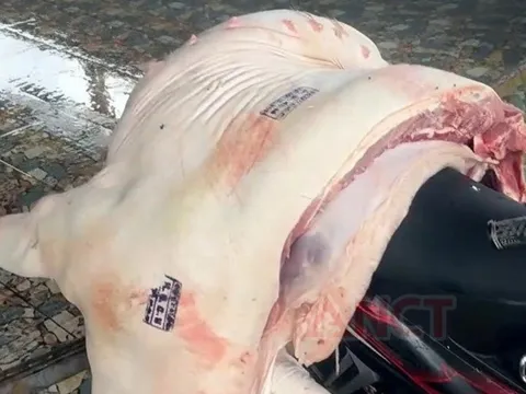 Tiêu hủy gần 1 tấn thịt lợn nhiễm tả lợn châu Phi tại Cần Thơ, có mẫu dính virus vẫn được đóng dấu kiểm dịch, tuồn ra chợ bán