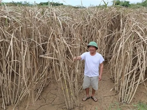 Bão Bualoi gây ngập khiến 400ha mía chết trắng sau 72 giờ, nông dân tuyệt vọng cầu cứu chính quyền