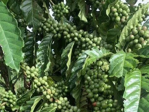 Giá cà phê hôm nay 19-10: Vào vụ vẫn tăng, nhờ đâu?