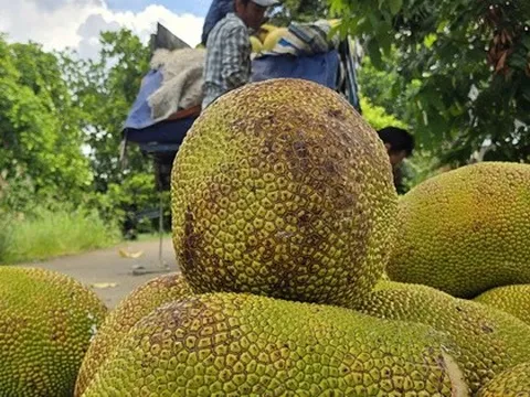 Giá nông thủy sản miền Tây: Mít kem lớn giá cao hơn 7 lần mít chợ