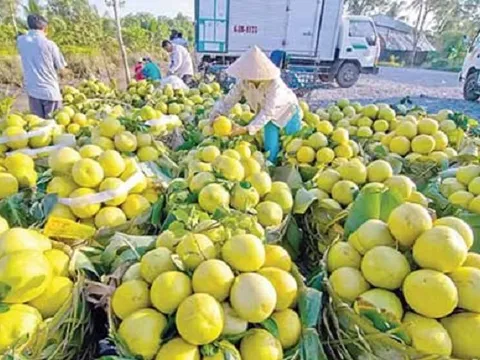 Trung Quốc siêu mê loại quả này của Việt Nam: Xuất khẩu thu hơn 205 triệu USD chỉ sau 8 tháng, khẳng định vị thế 'vua trái cây'