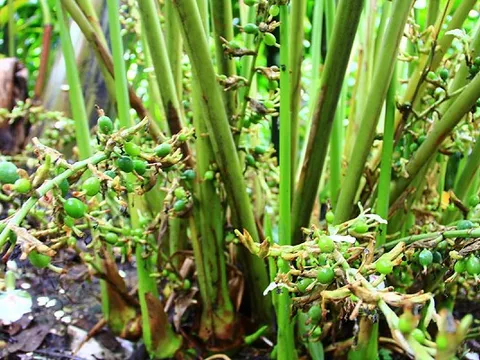 Thế giới hiếm có, Việt Nam lại cực sẵn: 'Báu vật trời ban' được Mỹ - Hà Lan tranh nhau mua, mang về hơn 25 triệu USD chỉ sau 9 tháng