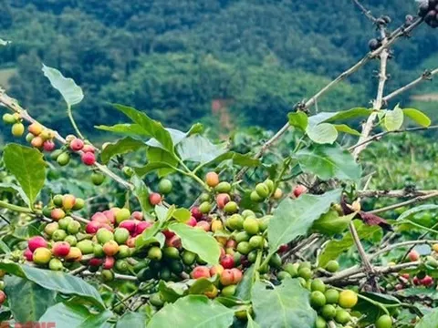 Giá cà phê hôm nay 21-10: Arabica leo đỉnh, Robusta Việt có cơ hội vàng