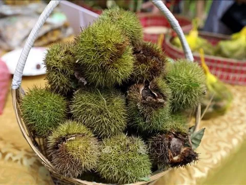 'Vua của trái cây khô' đang vào mùa, bổ dưỡng được ví như nhân sâm của mùa thu, giá chỉ hơn 50.000 đồng/kg