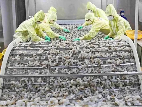 'Báu vật dưới nước' vừa mang về cho Việt Nam hơn 3,4 tỷ USD: Công nghệ chế biến hàng đầu thế giới, Mỹ - Trung - Nhật tranh nhau đặt hàng
