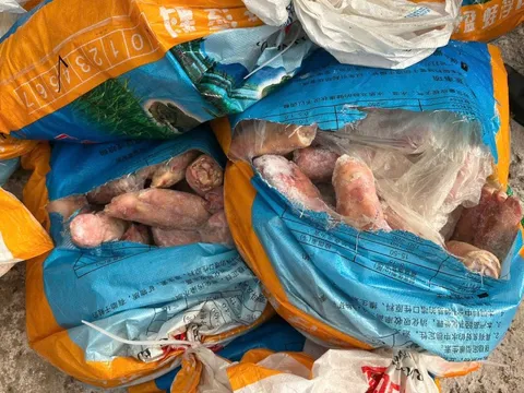 Kinh hoàng phát hiện xe tải chở 300kg chân lợn đang phân hủy, chuẩn bị tuồn ra thị trường