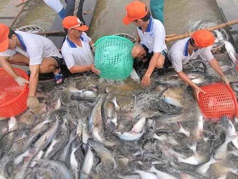 'Mỏ vàng tỷ đô' của Việt Nam thu gần 1,6 tỷ USD trong 9 tháng: Mỹ - Trung - Nhật đua nhau mua, thế giới nuôi nhưng chỉ nước ta tạo ra ngành công nghiệp