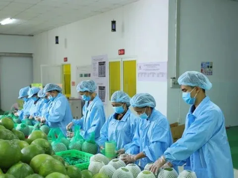 Động lực giúp xuất khẩu rau quả ngược dòng cán mốc kỷ lục