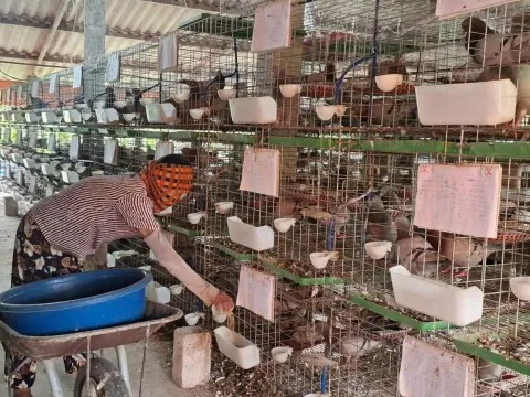 Con đi du học về dạy bố cách nuôi thứ chim 'đẻ sòn sòn', nông dân Hải Phòng đút túi nửa tỷ mỗi năm