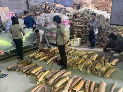 Tiêu hủy 615kg ngà voi buôn lậu từ châu Phi qua cảng Hải Phòng