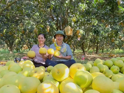 'Đệ nhất danh quả' Hà Tĩnh được chọn trong tiệc cưới Đỗ Thị Hà