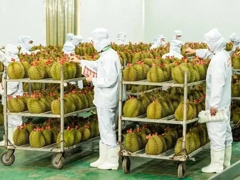 Cục Trồng trọt lên tiếng việc 'tắc' gần 2.000 container sầu riêng
