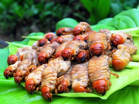 Săn 'lộc trời' từ lòng đất: Đặc sản nhìn 'sợ khiếp vía', giá 350.000 đồng/kg vẫn được dân sành ăn săn lùng