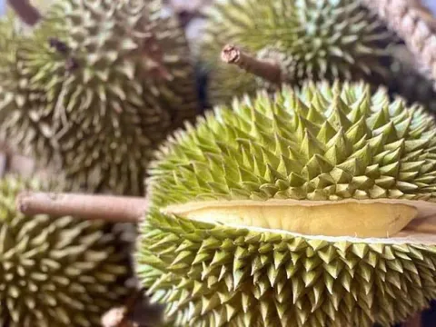 Đề nghị các phòng kiểm nghiệm Cadimi và Vàng O trong sầu riêng chạy hết công suất