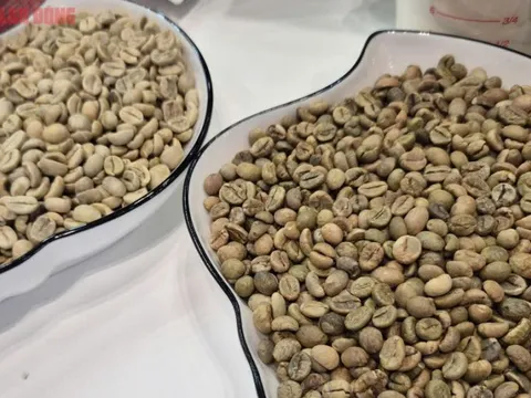 Giá cà phê hôm nay, 28-10: Giảm rất mạnh do bị bán tháo