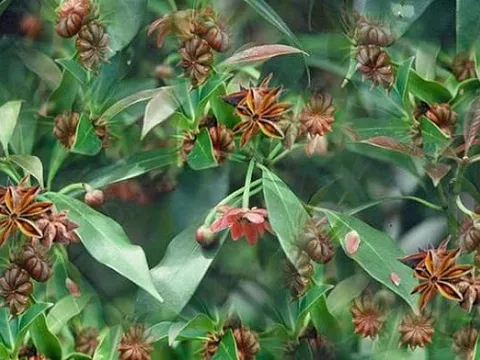 Loài hoa quý hiếm khiến thế giới mê mẩn, chỉ vài nước trồng được: Việt Nam vừa thu về hơn 44 triệu USD, sản lượng 22.000 tấn/năm