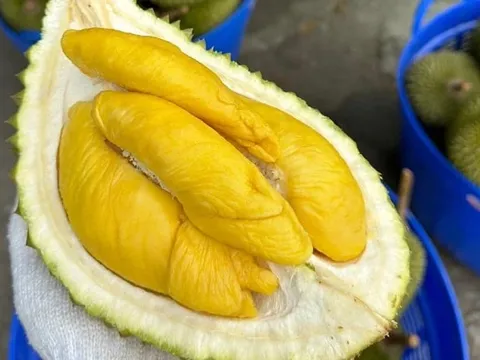 Quê hương của Musang King phải nhập khẩu sầu riêng Việt Nam để bán vì lý do này
