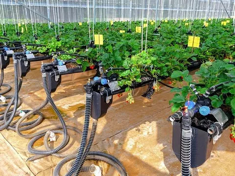 Chuyển đổi số nông nghiệp: Xây nền thể chế, dựng hệ sinh thái