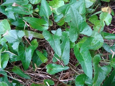 Cây dại mọc đầy bờ rào xưa chẳng ai ngó đến, nay thành đặc sản được dân thành phố săn lùng, giá cao không tưởng