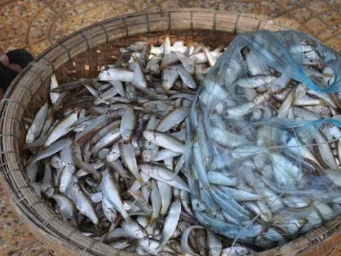 Loài cá nhỏ này từng bị xem là 'vô giá trị' nay hóa đặc sản nức tiếng, phơi khô bán 180.000 đồng/kg vẫn cháy hàng
