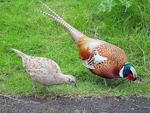 Lợi nhuận cao gấp 3 lần nuôi gà vịt, loài chim này trở thành 'mỏ vàng mới' của nông nghiệp: Giá trứng 20.000 đồng/quả, thịt đắt hơn bò